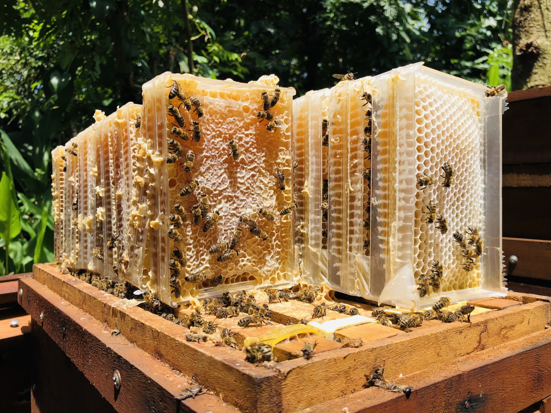 Mật ong uống mỗi ngày có tốt không